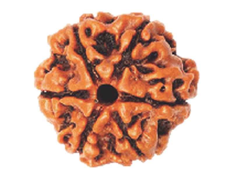 SIX MUKHI RUDRAKSHA