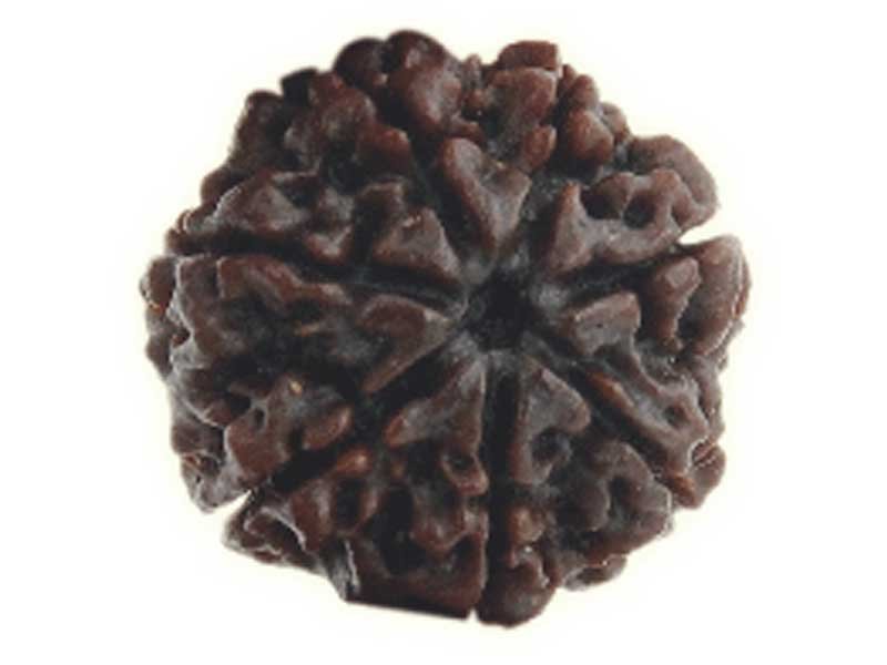 Seven Mukhi Rudraksh