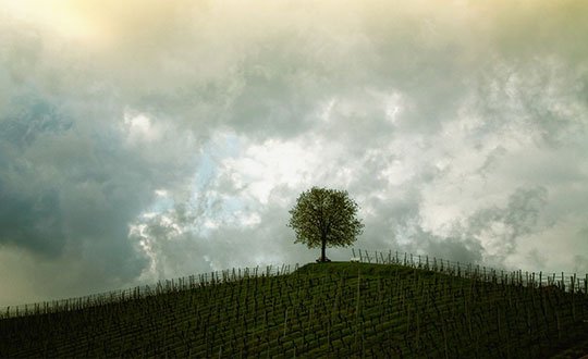 8 Ways To Save A Tree (or at least part of it)