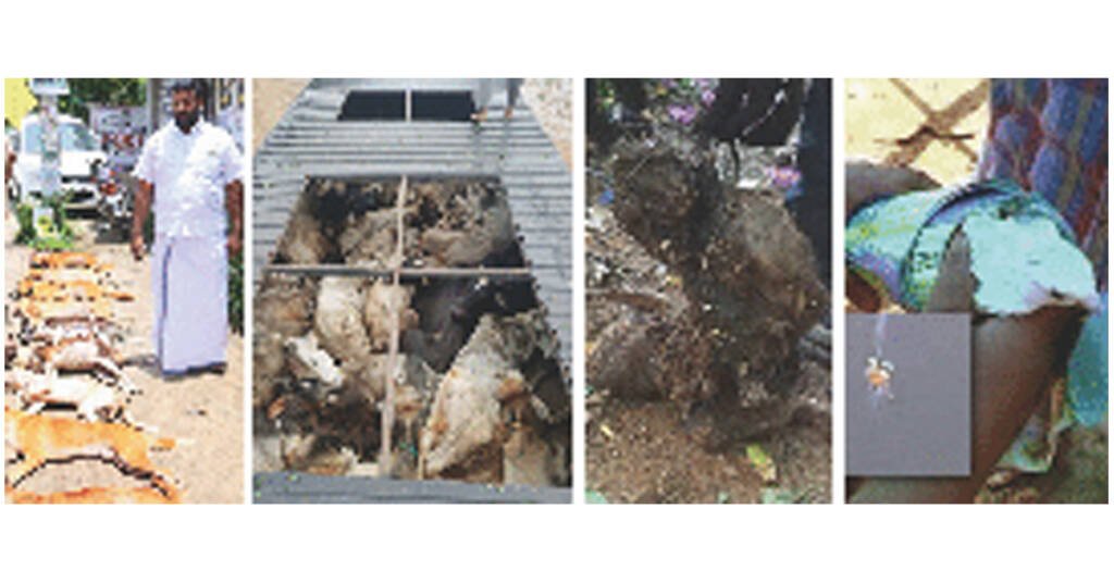 Six things you must do when you witness animal cruelty …