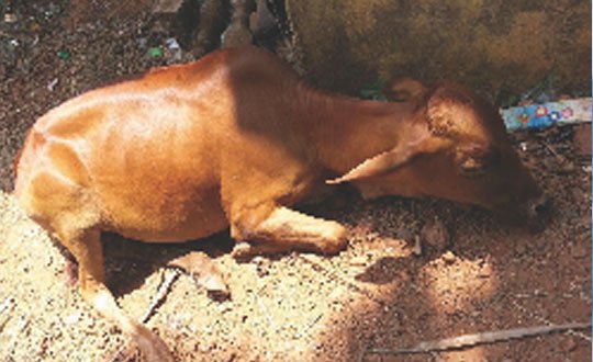 Animals Have The Right To Live