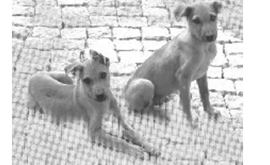 Dog is man’s best friend, indeed