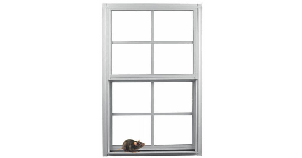 Shanti, Karma And A Rat