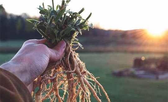 The Wonderful Health Benefits Of Ashwagandha