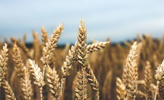 Vedic Agricultural Practices