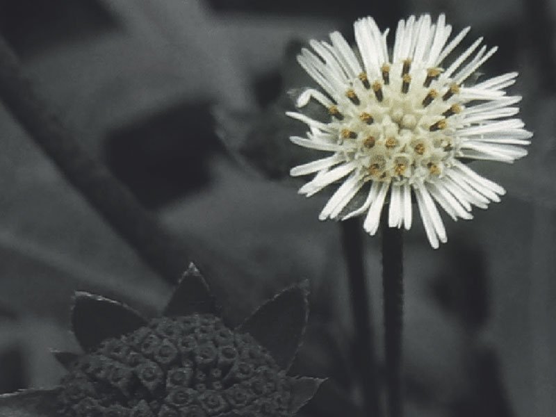 Home-made oil formulae