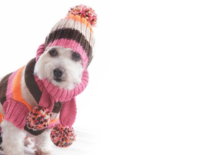 Winter Care for dogs