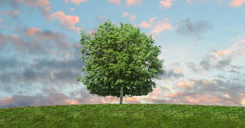 The Language Of Trees