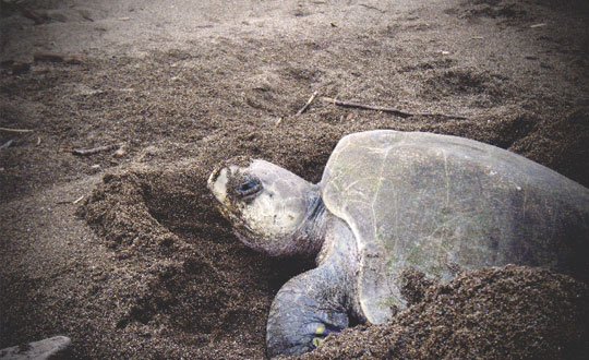 Sea Turtles, Vulnerable